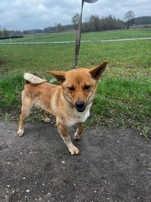 Shiba to mlodziutka (okolo roczna)mala sunia czeka na adopcję Kolno