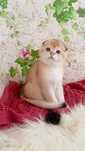 Ніжний котик золота шиншила. Шотландський висловухий
