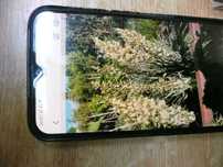 Oddam za darmo 10 szt rosliny JUKI