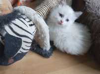 Kociczka ragdoll