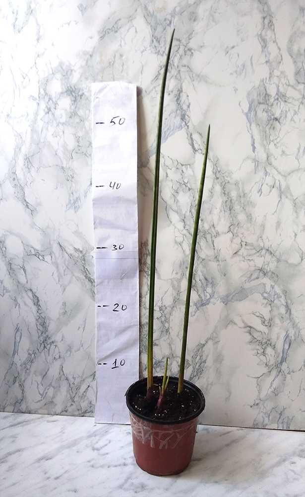 Продам Сансев’єрія сорт Бакуларіс / Sansevieria Bacularis