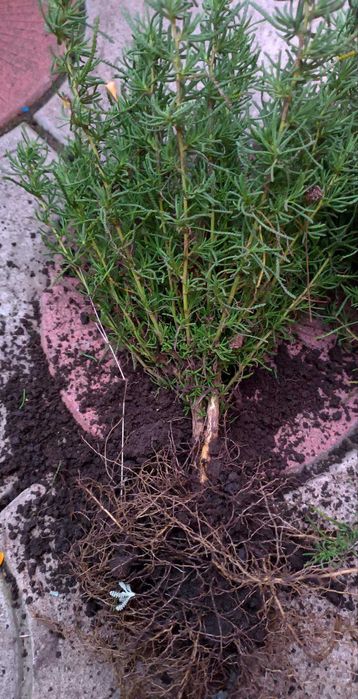 Сантоліна кіпарисовидна срібляста та зелена