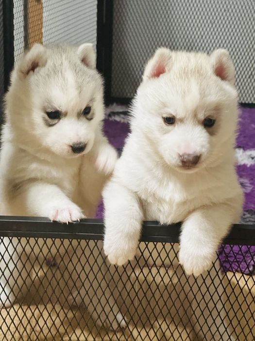 Szczenięta siberian husky najwyższej  klasy- przebadane ZKwP FCI