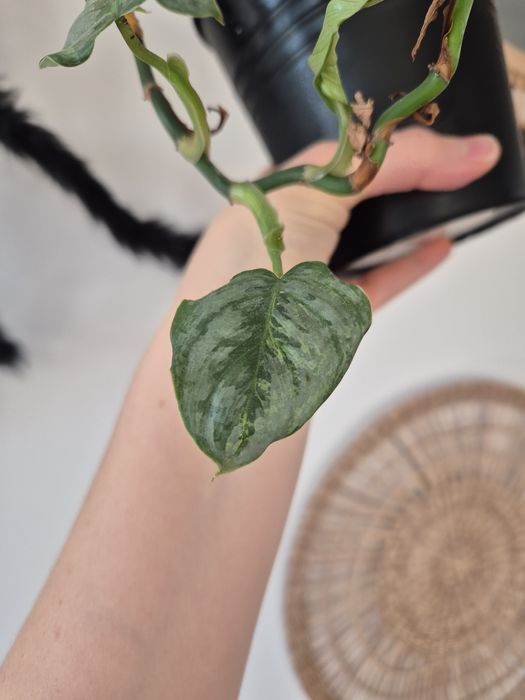 Dwie rośliny philodendrony