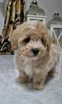 Maltipoo Sunia  hybryda ras