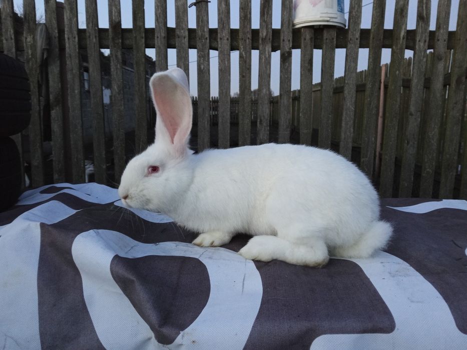 Belgijski Olbrzym Biały samczyk