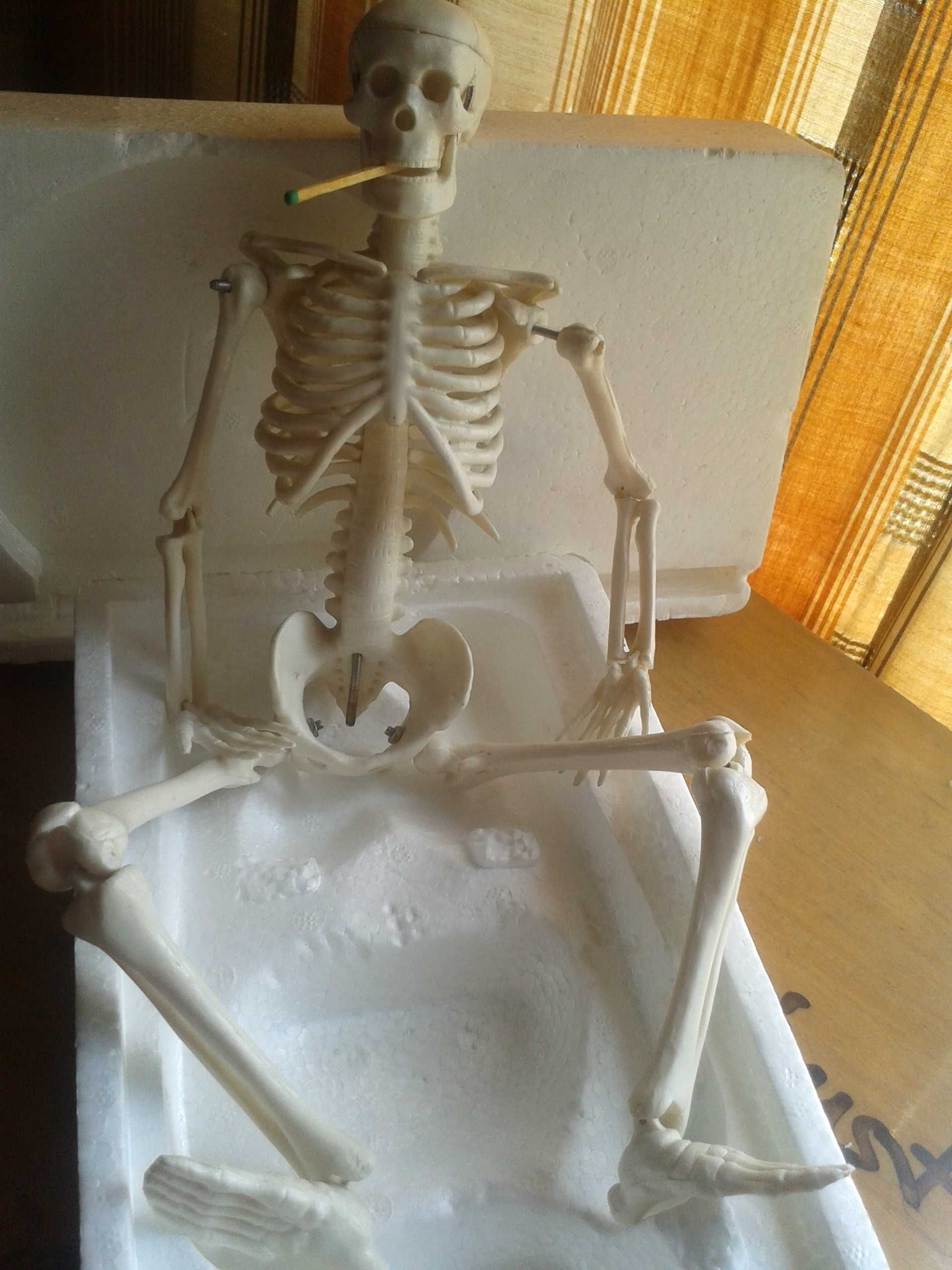 Йорик - модель скелета человека 45см учебн\сувенир НОВЫЙ в уп-ке