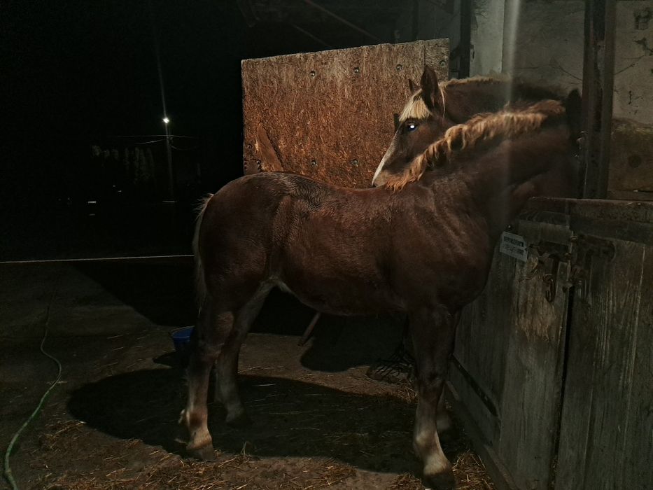 Ogierki w typie sztumskim