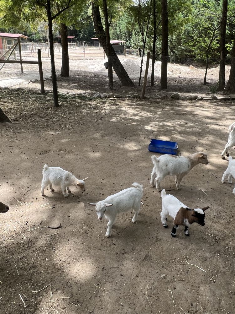 Cabras anãs muito meigas