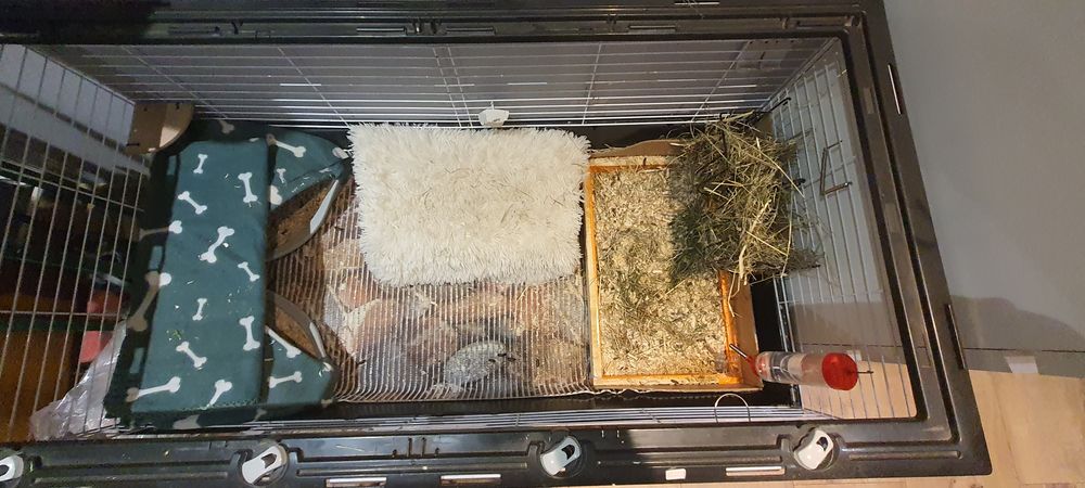 Świnka morska (2szt.) plus duża klatka i gratisy