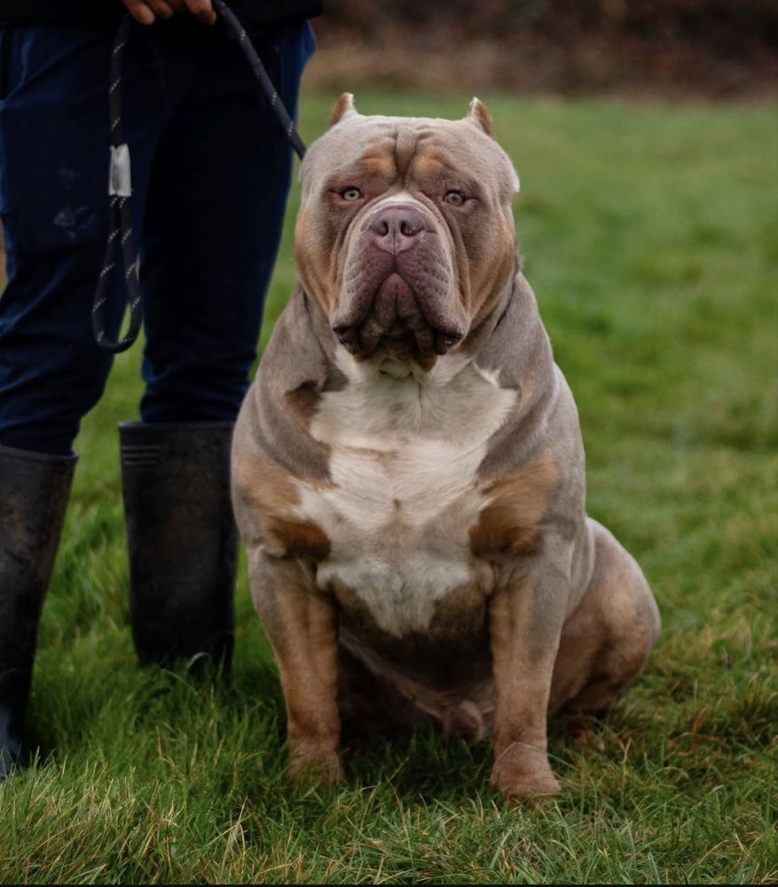 Zapowiedź miotu American Bully XL - samce
