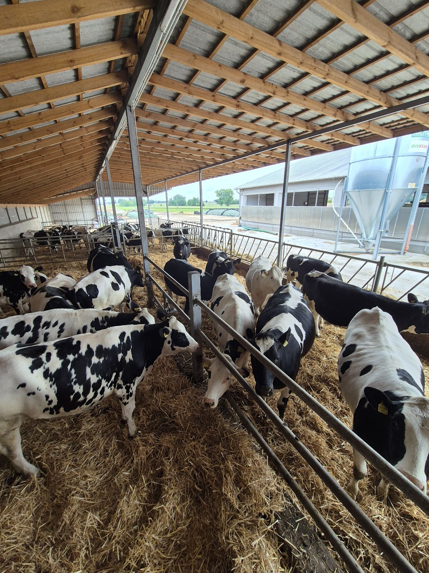 Jałówki mleczne wysokocielne, hodowlane,HF, HO