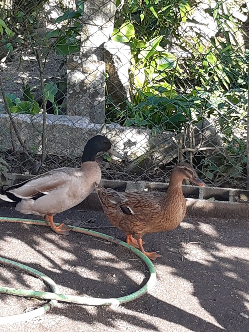 Vendo ou troco patos