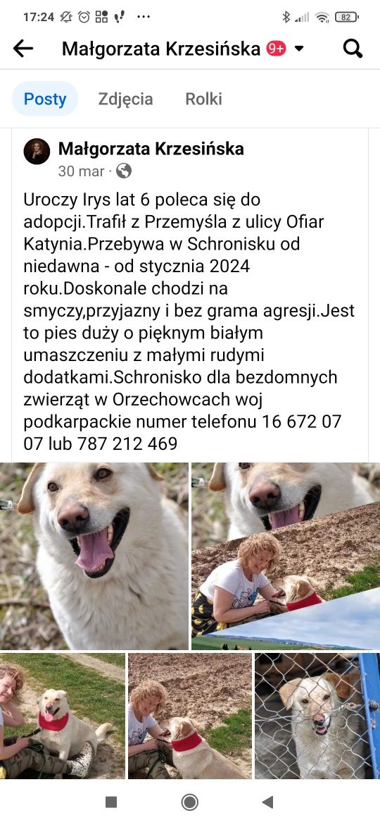 Pies Irys 6 lat przytulak