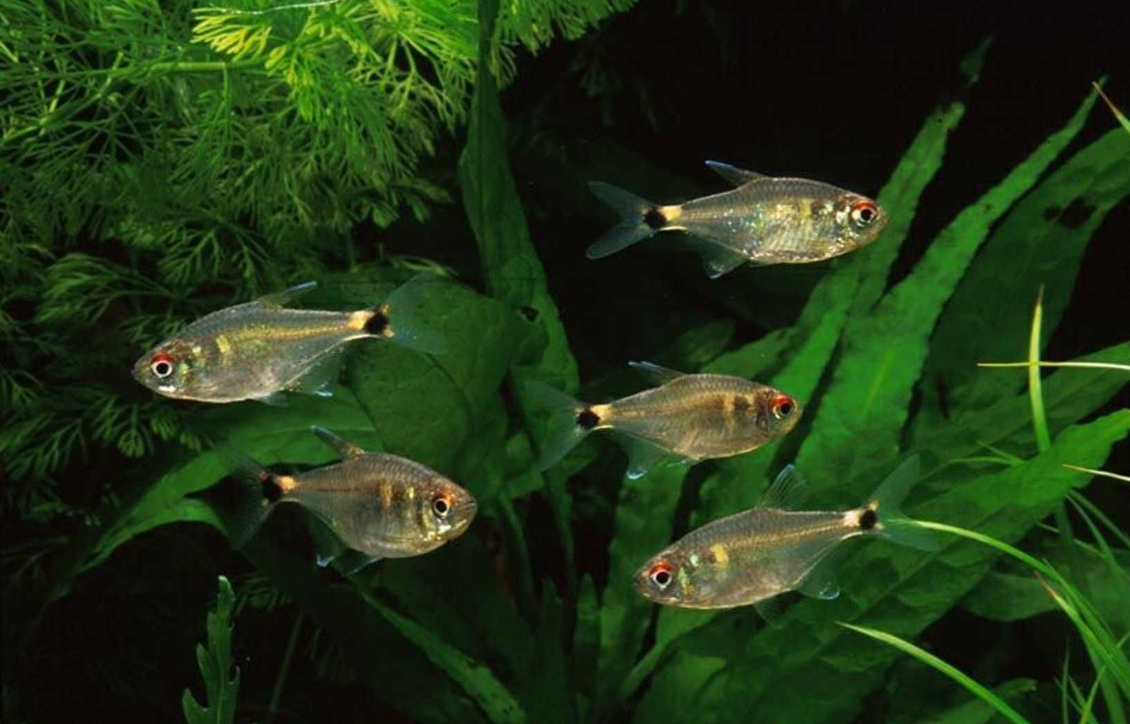 Zwinnik latarnik - Hemigrammus ocellifer - dowóz, wysyłka