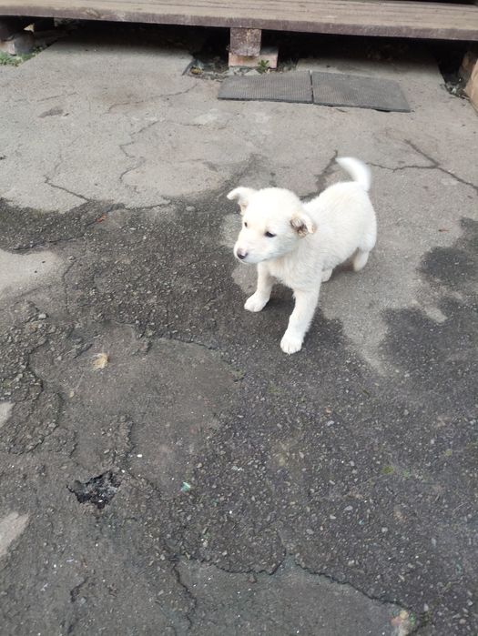 Віддам у добрі руки