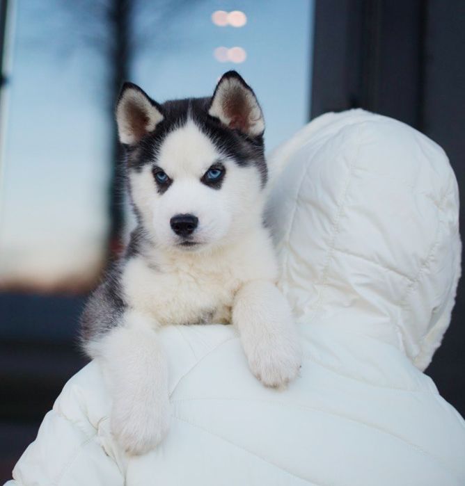 Хлопчик хаскі. КСУ