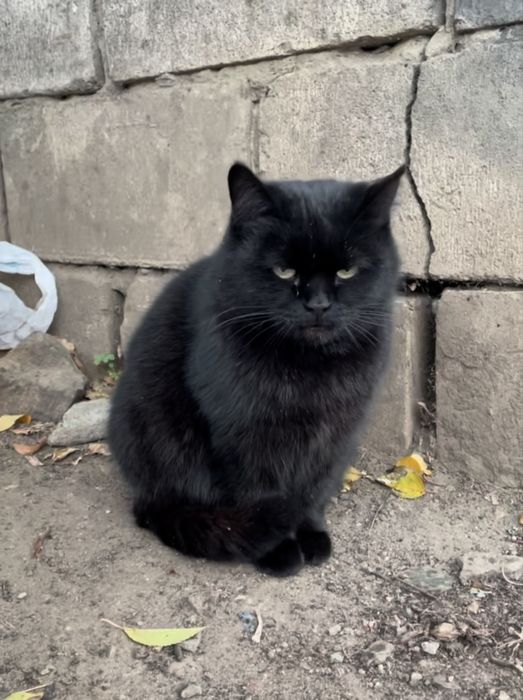 Кошка молодая метис британская черная