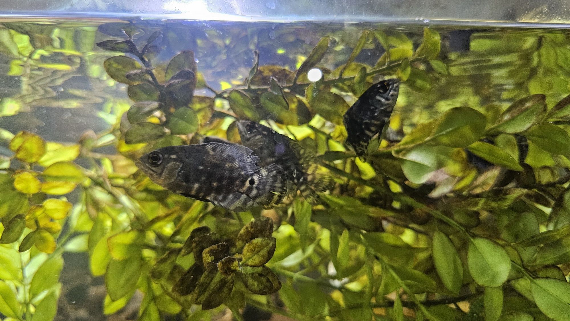 Oscares albino ruby/ mikoljii