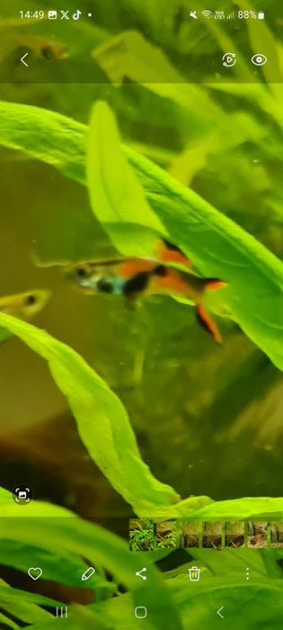 Gupik endlera nadwyżki