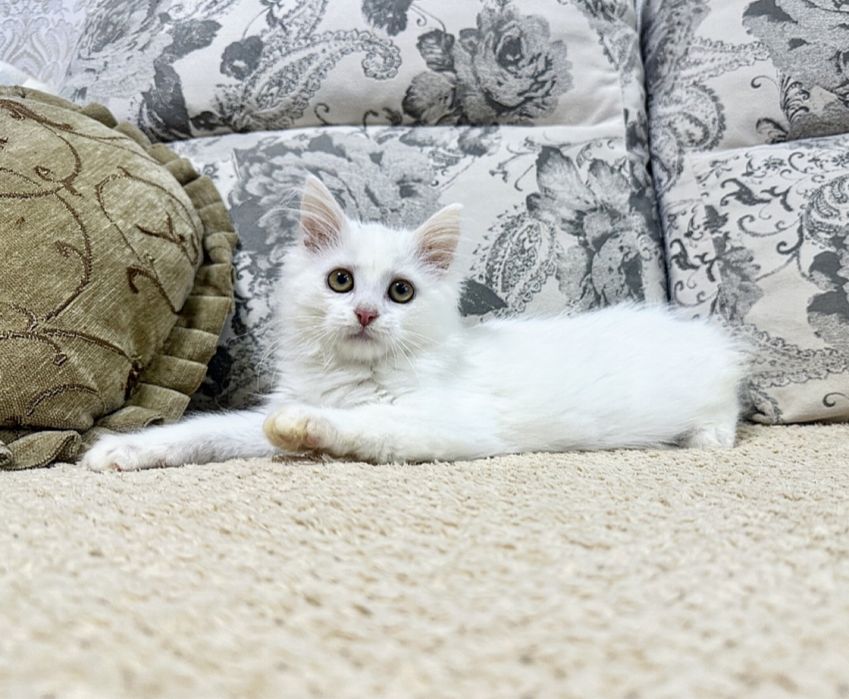 Скучно?Купите малышку