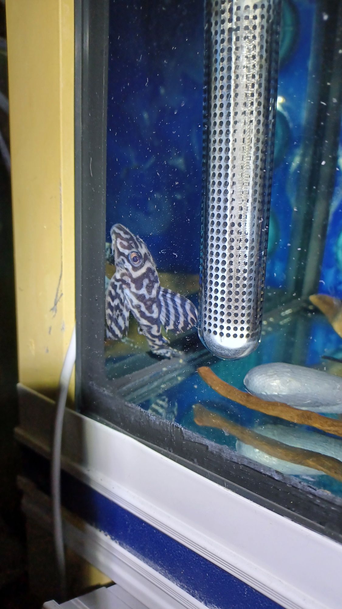 Hypancistrus sp. L236 basic
