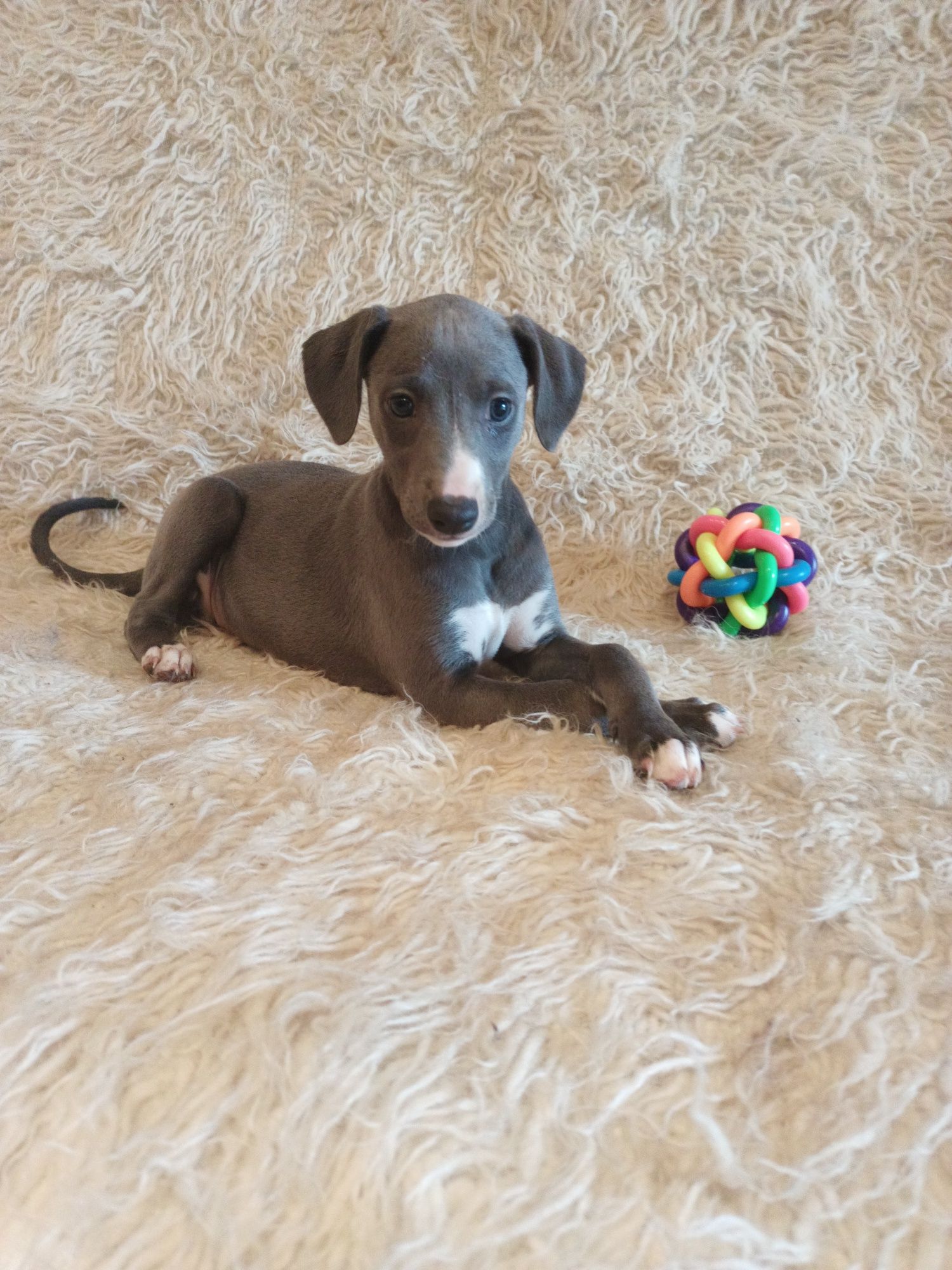 WHIPPET niebieskie ZKwP FCI
