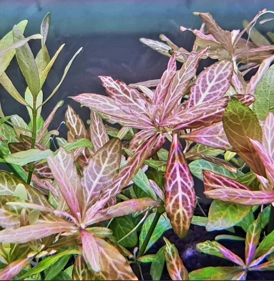 Hygrophila polysperma