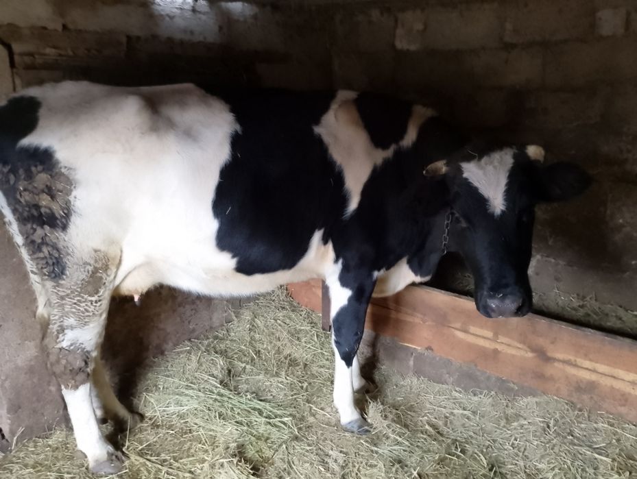 Продам корову первістку.