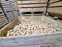Ziemniaki sadzeniaki: Ricarda, Ignacy
