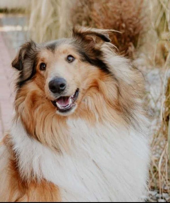 Owczarek Szkocki Długowłosy