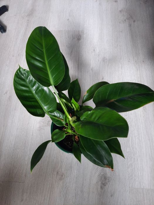 Philodendron filodendron IMPERIAL GREEN