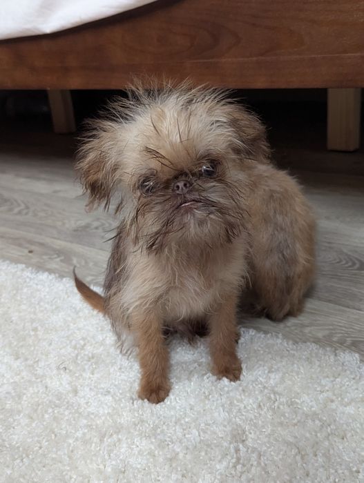 Мальчик Брюссельский гриффон