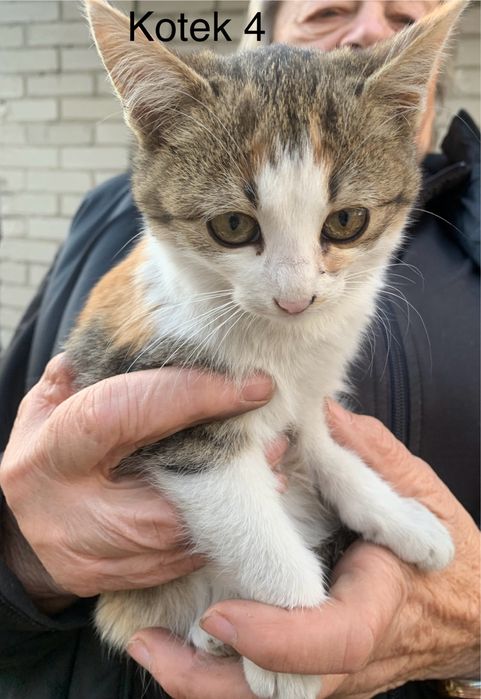 Urocze kociaki szukają kochających domów