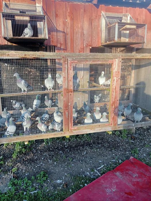 Gołębie pocztowe rozplodowe i lotowe sprzedam