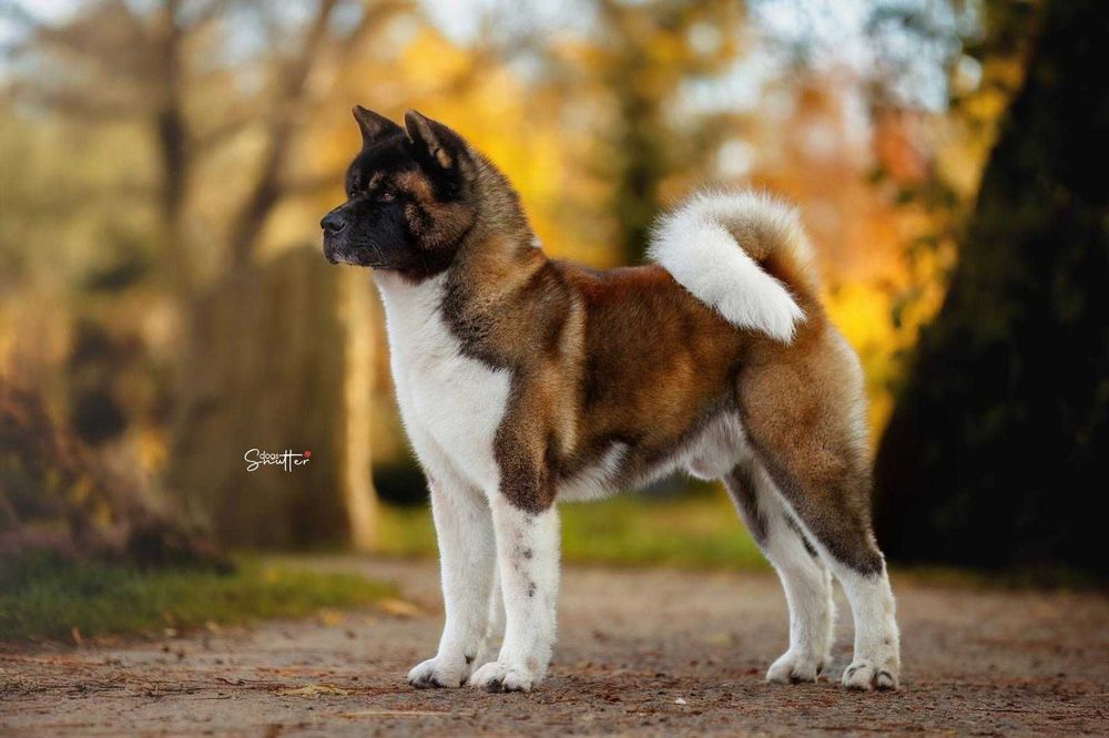 Akita Amerykańska szczenię Zkwp