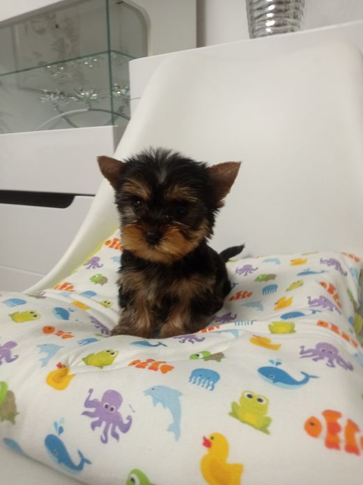 York terrier szczeniaki - piesek