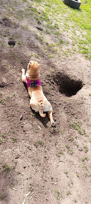 Отдам в хорошие руки девочку шарпея с документами чипирована