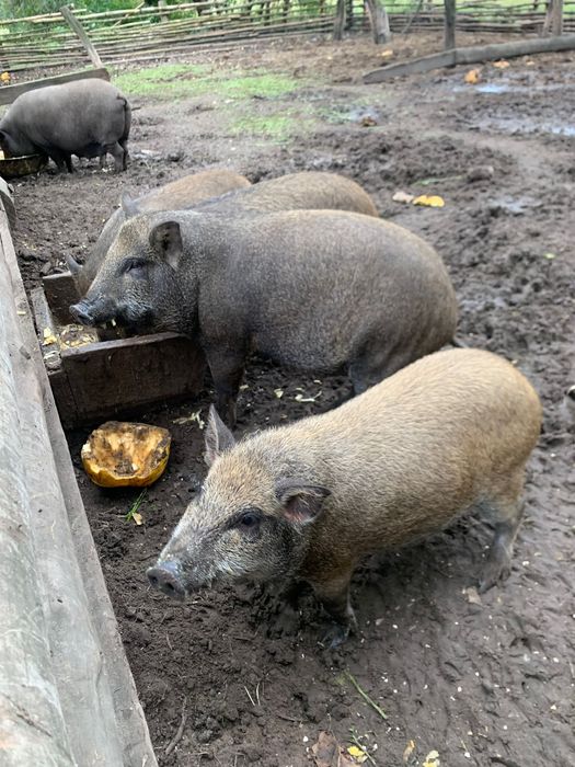 Продам поросяток корейські