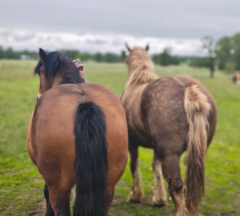Konie zimnokrwiste sokólskie (programowe)