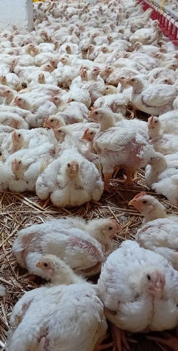 Kurczaki   brojlery