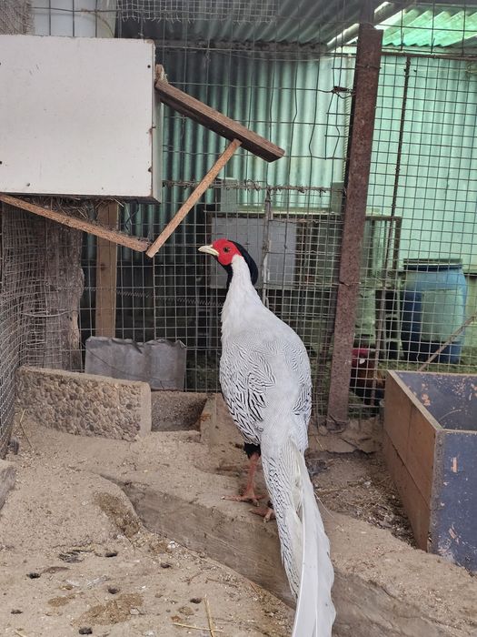 Patos \faisões /pavões