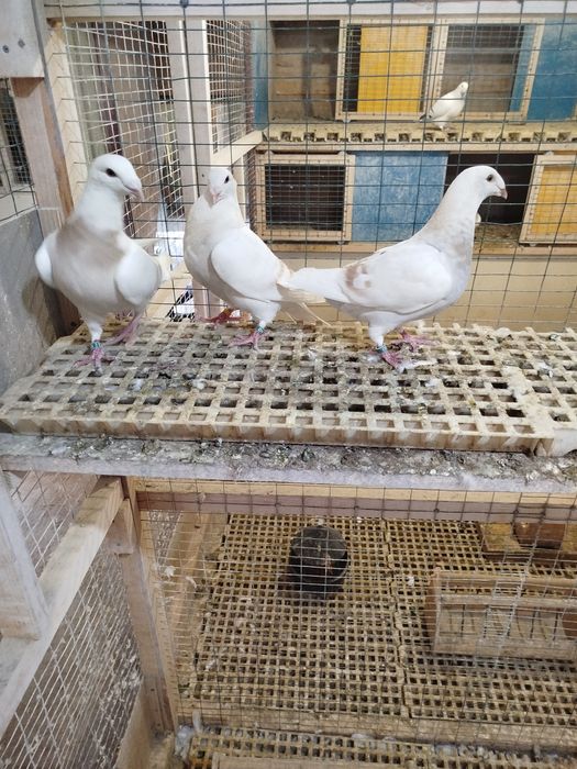 Птахи декоративні