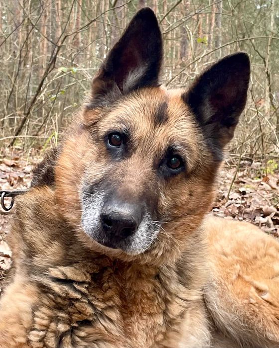 JAGA - psia seniorka szuka domu