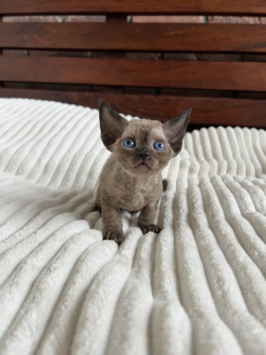 Kocurek Devon Rex WCF lekgalna hodowla
