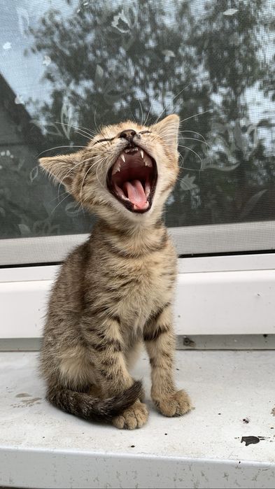 Отдам котика бесплатно