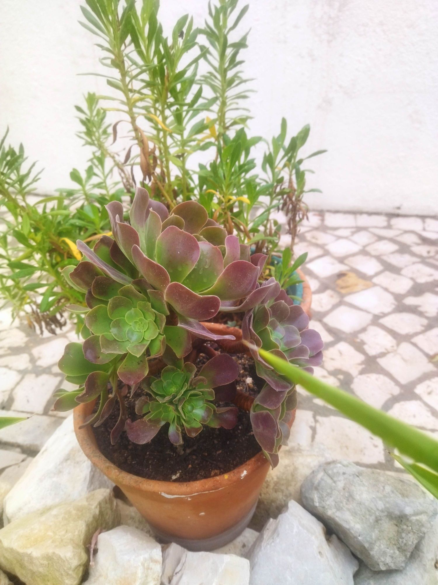 Aeonium púrpura, vários tamanhos