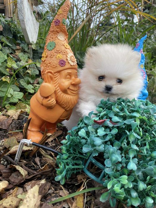 Szpic miniaturowy pomeranian przepiękna bardzo malutka sunia