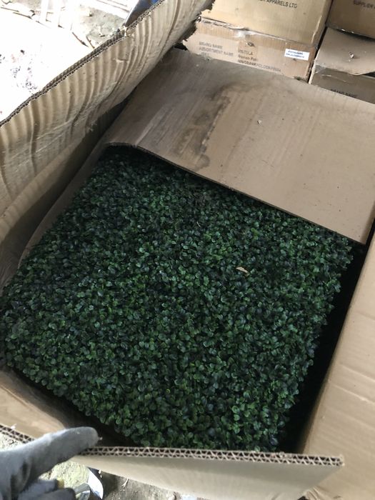 Bukszpan zielona ściana