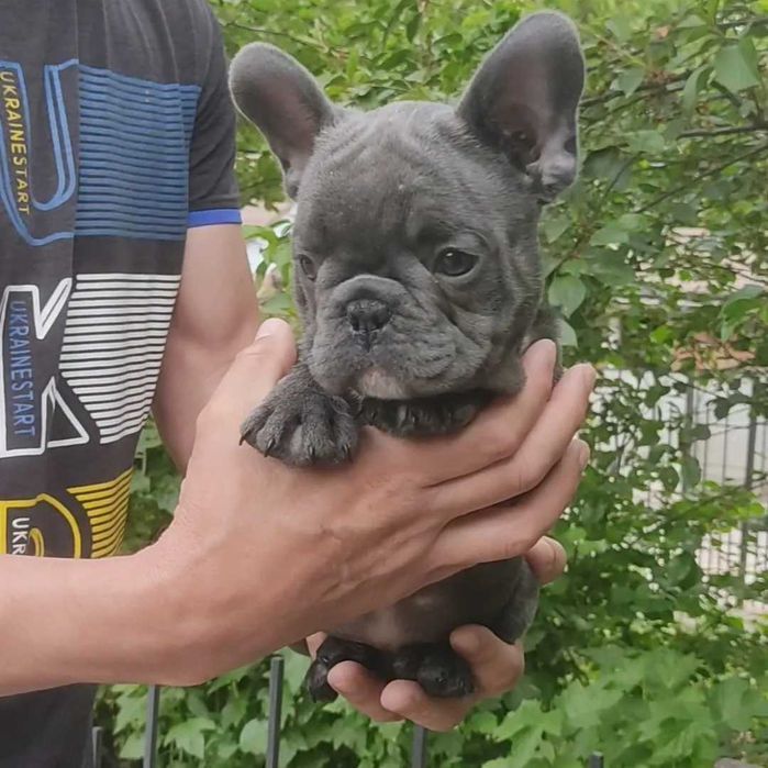 Елітний хлопчик бульдога